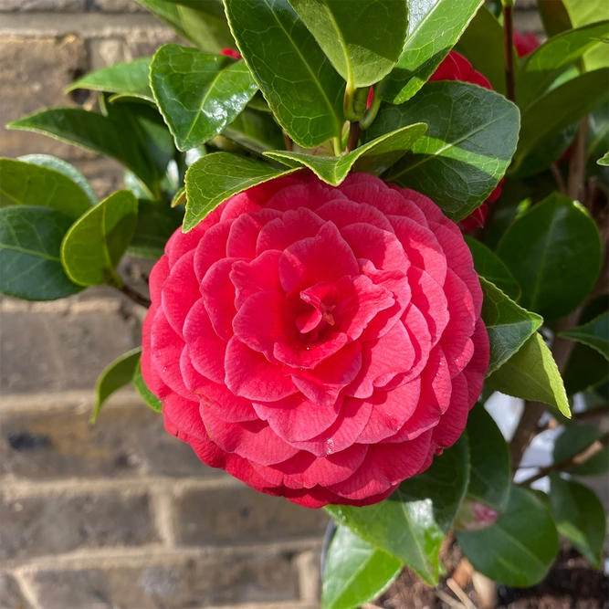 Camellia 'Black Lace' at Boma Garden Centre London - picture  by Daniel Arrhakis