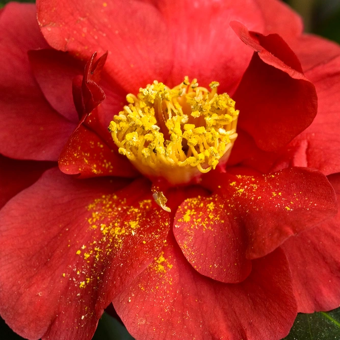 Camellia Blood of China available at Boma Garden Centre image by liz west