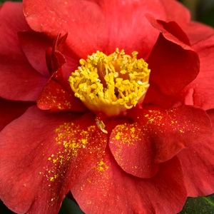 Camellia Blood of China available at Boma Garden Centre image by liz west