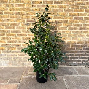 Camellia 'Bonomiana' (Pot Size 29cm) Elegant Pink Camellia - image 2