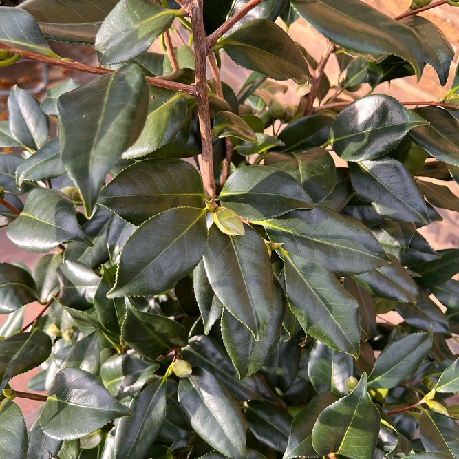 Camellia 'Bonomiana' (Pot Size 29cm) Elegant Pink Camellia - image 3