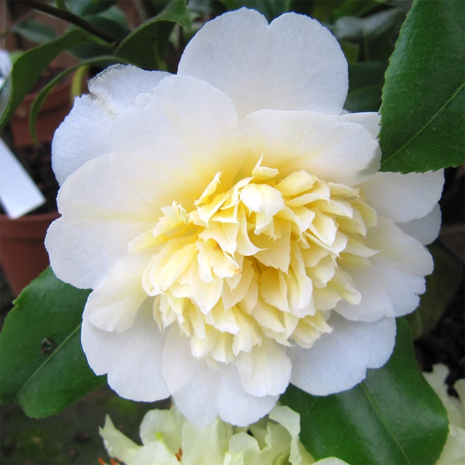 Camellia 'Brushfield's Yellow' available at Boma Garden Centre London  image  by Leonora (Ellie) Enking