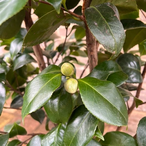 Camellia ' Centifolia Alba' (Pot Size 10L) - image 5