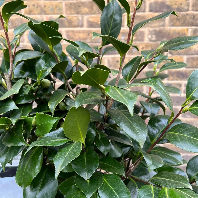 Camellia ' Centifolia Alba' (Pot Size 10L) - image 7