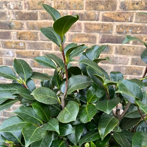 Camellia ' Centifolia Alba' (Pot Size 10L) - image 8