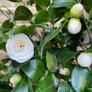 Camellia ' Centifolia Alba' (Pot Size 10L) - image 2
