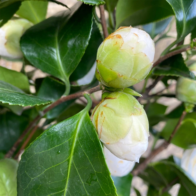 Camellia ' Centifolia Alba' (Pot Size 10L) - image 3