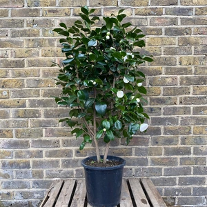 Camellia ' Centifolia Alba' (Pot Size 10L) - image 4