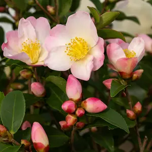 Camellia japonica 'Beauty Blush'