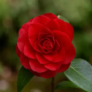 Camellia 'Black Lace' at Boma Garden Centre London - picture  by Daniel Arrhakis