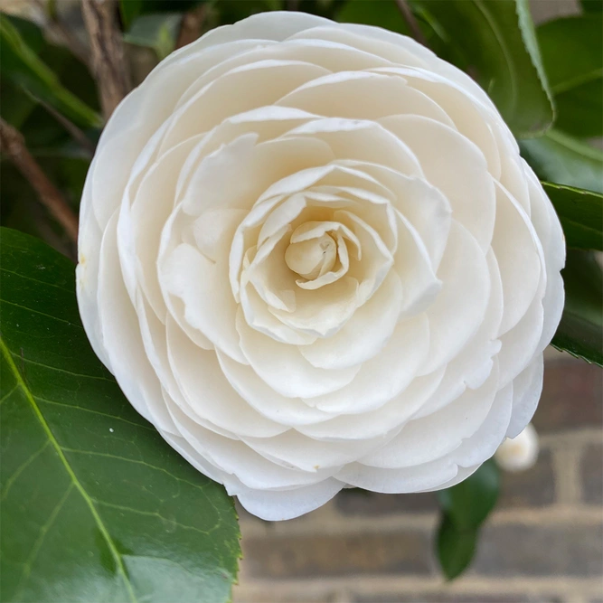 Camellia japonica 'Centifolia Alba' (Pot Size 29cm) - image 1