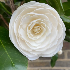 Camellia japonica 'Centifolia Alba'
