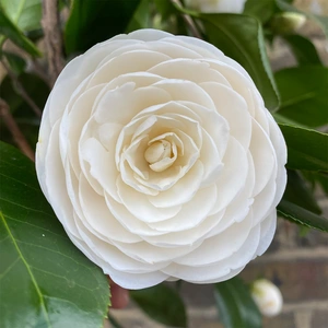 Camellia japonica 'Centifolia Alba' (Pot Size 29cm) - image 6