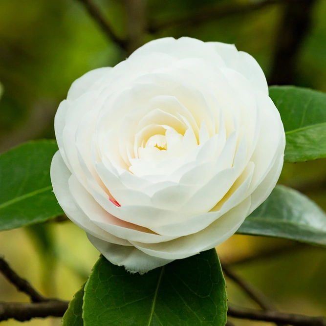 Camellia japonica Dahlonega (Pot Size 1.5L) - White Camelia