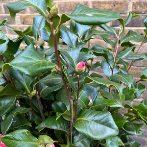 Camellia japonica 'Dr King' (Pot Size 4L) - image 2