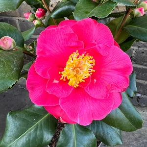 Camellia japonica 'Dr King' (Pot Size 4L) - image 1