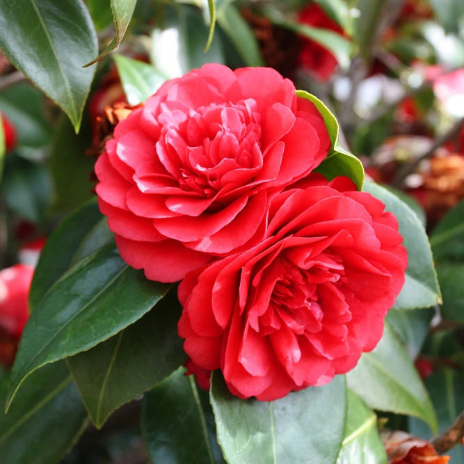 Camellia japonica 'Lady Campbell' (Pot Size 4L) Camellia