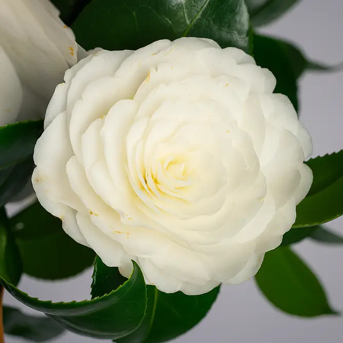 Camellia japonica ‘Matterhorn’ (Pot Size 24cm) - image 1