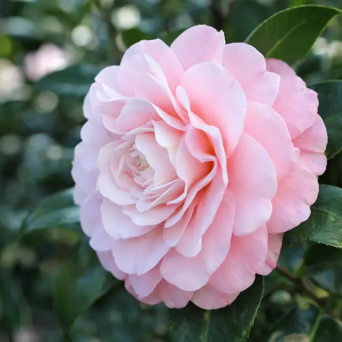 Camellia Nuccio available at Boma Garden Centre London - Picture by The Greenery Nursery and Garden Shop