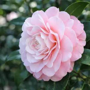 Camellia Nuccio available at Boma Garden Centre London - Picture by The Greenery Nursery and Garden Shop