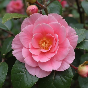 Camellia japonica 'RL Wheeler' (Pot Size 4L) - image 1