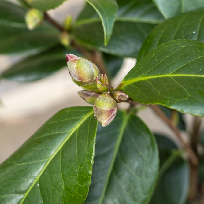 Camellia japonica 'RL Wheeler' (Pot Size 4L) - image 2