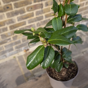 Camellia japonica 'RL Wheeler' (Pot Size 4L) - image 3