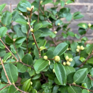 Camellia japonica 'Winter Festival' (Pot Size 15cm) - image 2