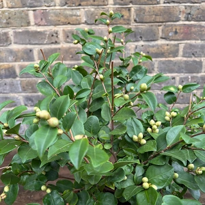 Camellia japonica 'Winter Perfume Pearl' (Pot Size 15cm) Camellia - image 2