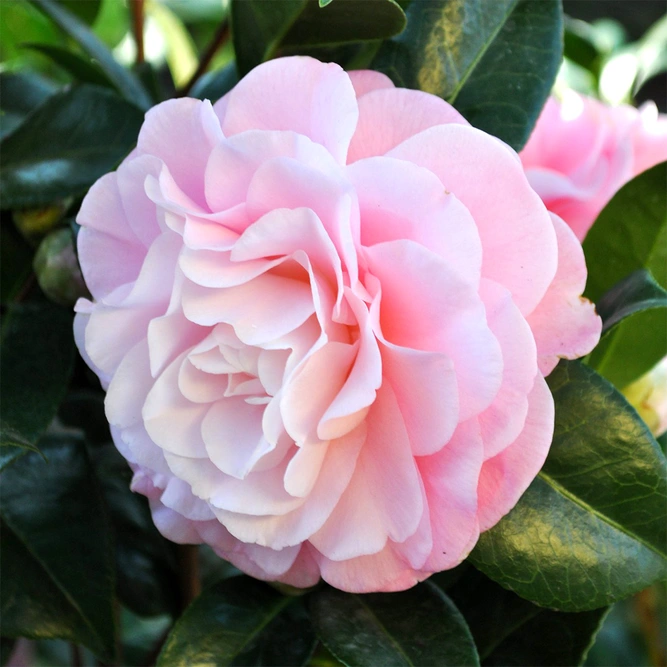 Camellia Nuccio available at Boma Garden Centre London - Picture by The Greenery Nursery and Garden Shop