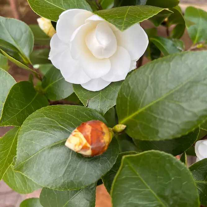 Camellia 'Nuccio's Gem' (Pot Size 3ltr) Camellia - image 2