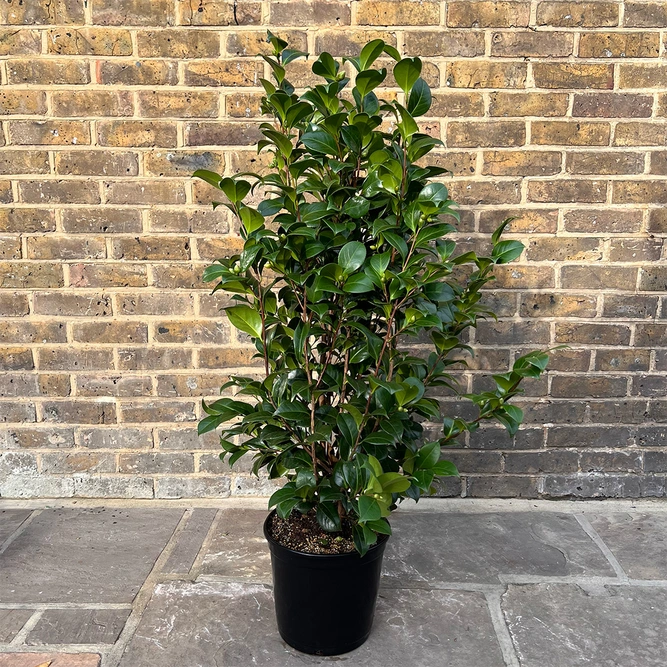 Camellia 'Rojo Red' (Pot Size 29cm) - image 2