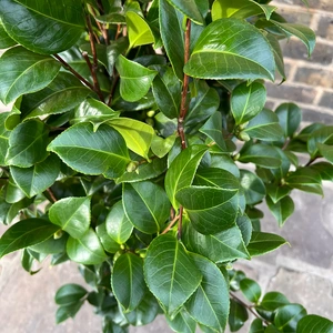 Camellia 'Rojo Red' (Pot Size 29cm) - image 4