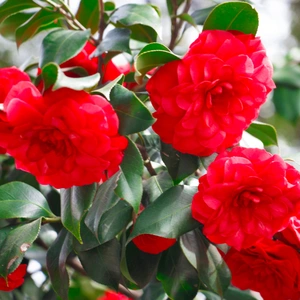 Camellia 'Rojo Red' (Pot Size 29cm) - image 1