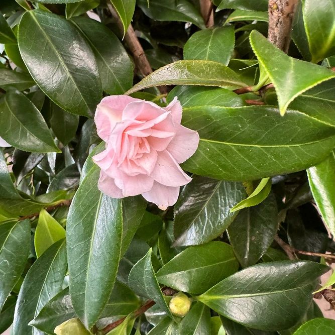 Camellia 'Rosa Blush Pink' (29cm) - image 2