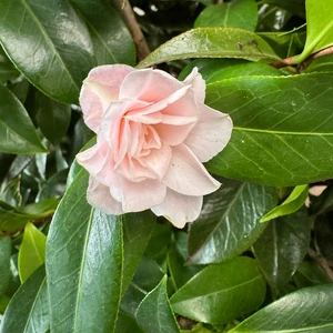 Camellia 'Rosa Blush Pink' (29cm) - image 1
