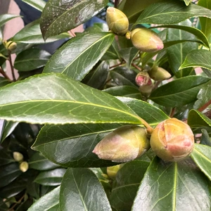 Camellia 'Rosa Blush Pink' (29cm) - image 3