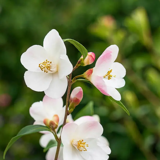 Camellia rosthorniana 'Cupido' (Pot Size 3L)
