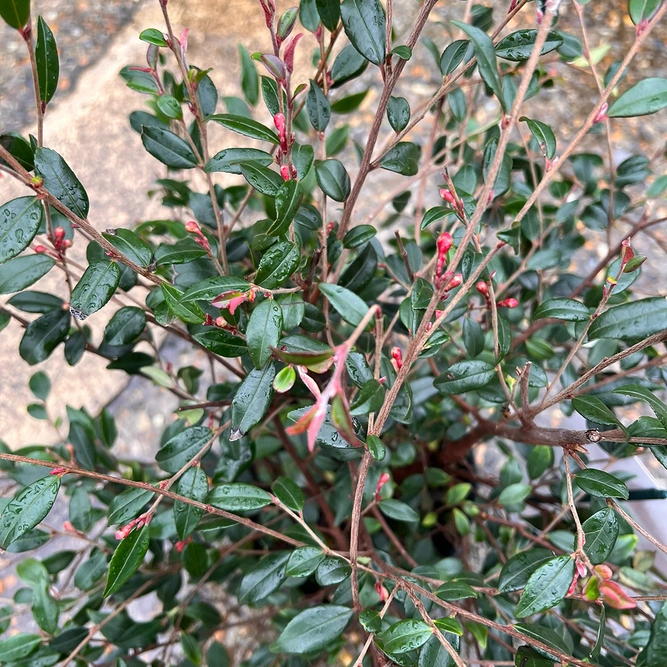 Camellia rosthorniana 'Cupido' (Pot Size 3L)