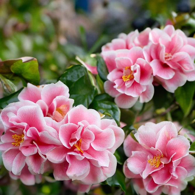 Camellia 'Sasanqua Pink' (Pot Size 15cm)