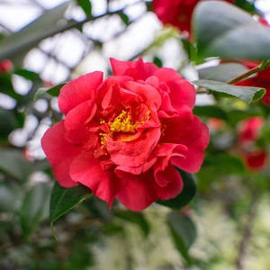 Camellia sasanqua ‘Ruby’