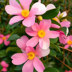 Camellia sasanqua ‘Strawberry Swirl’ (Pot Size 19cm) - image 1