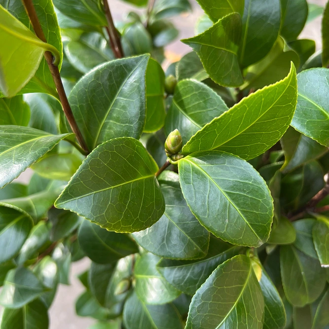 Camellia sasanqua ‘Strawberry Swirl’ (Pot Size 19cm) - image 2
