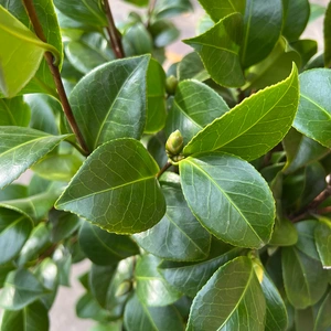 Camellia sasanqua ‘Strawberry Swirl’ (Pot Size 19cm) - image 2