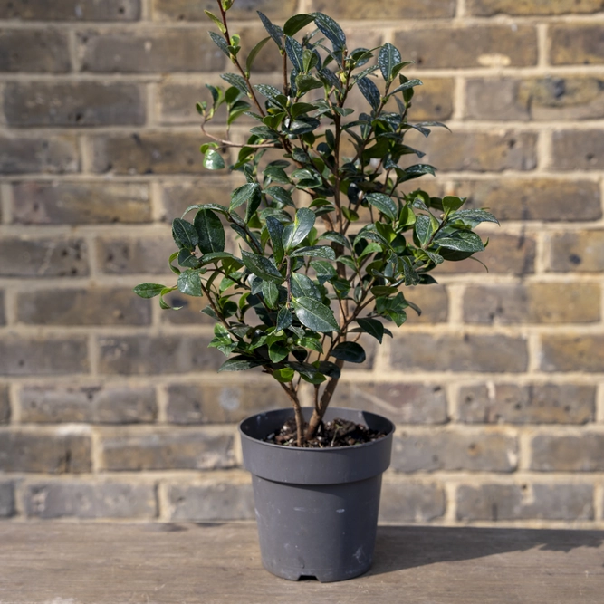 Camellia 'Sasanqua Yuletide' (Pot Size 4L) - image 2
