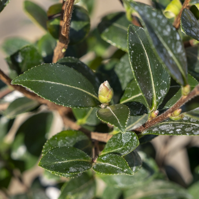 Camellia 'Sasanqua Yuletide' (Pot Size 4L) - image 3