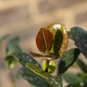 Camellia 'Sasanqua Yuletide' (Pot Size 4L) - image 4