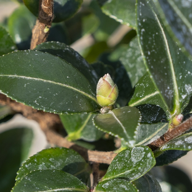 Camellia 'Sasanqua Yuletide' (Pot Size 4L) - image 5