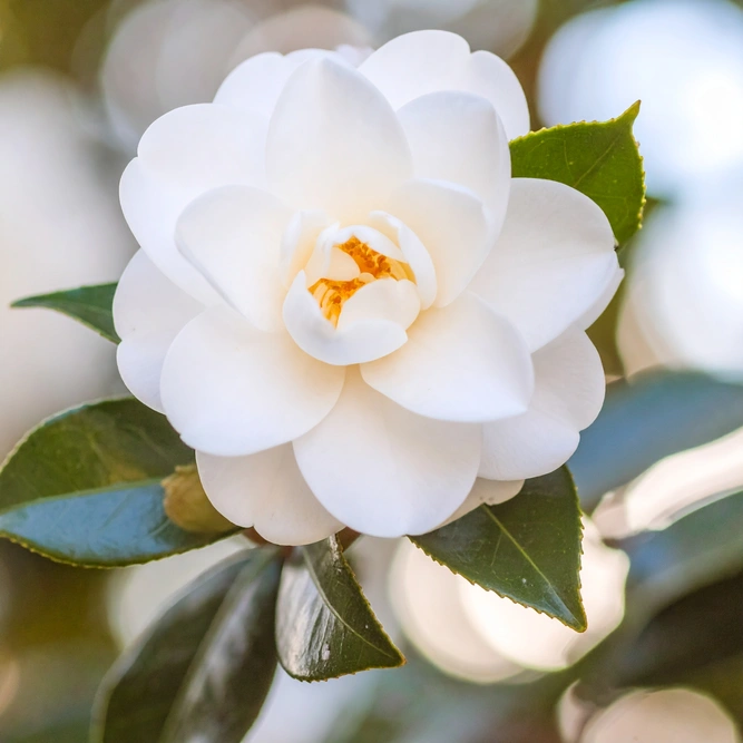 Camellia  'Silver Anniversary' (Pot Size 4L)