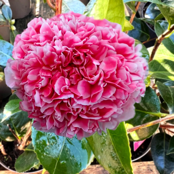 Camellia 'Volunteer' (4L)